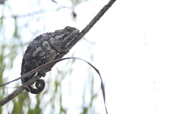 Trioceros bitaeniatus