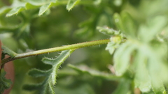 Eucrypta chrysanthemifolia bipinnatifida