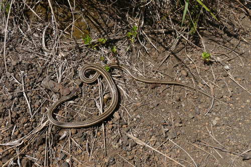 Psammophis sudanensis