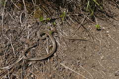 Psammophis sudanensis