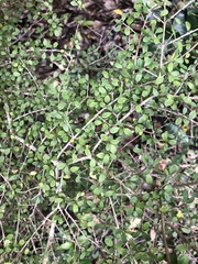 Coprosma parviflora