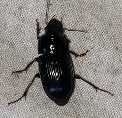 Harpalus caliginosus