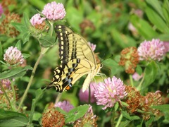Papilio machaon hippocrates