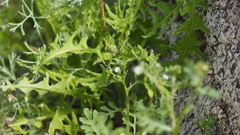 Eucrypta chrysanthemifolia bipinnatifida