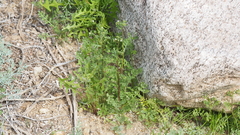 Eucrypta chrysanthemifolia bipinnatifida