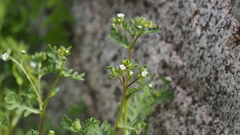 Eucrypta chrysanthemifolia bipinnatifida