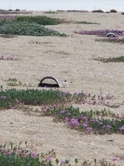 Sternula antillarum browni