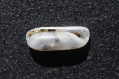 Cylichna