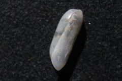 Cylichna