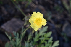 Papaver pulvinatum