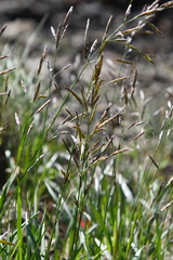 Bromus pumpellianus
