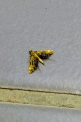 Nymphicula