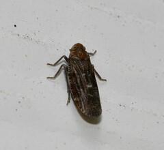 Synecdoche nemoralis