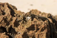 Cryptoblepharus