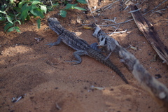 Oplurus cyclurus