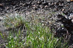 Bromus pumpellianus