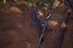 Oplurus cyclurus