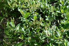 Salix hastata