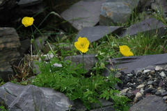 Papaver cambricum