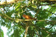 Rhytipterna holerythra