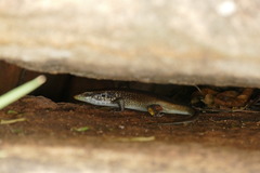 Trachylepis