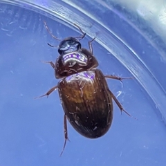 Cymbiodyta bifidus
