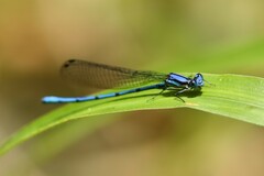 Argia medullaris