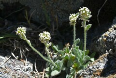 Draba lonchocarpa