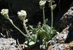 Draba lonchocarpa