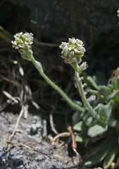 Draba lonchocarpa