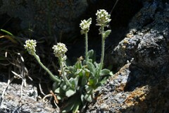 Draba lonchocarpa