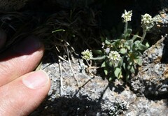 Draba lonchocarpa