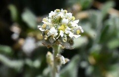 Draba lonchocarpa