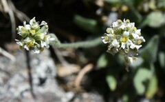Draba lonchocarpa