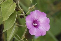 Ipomoeeae