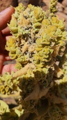 Verbascum sinaiticum