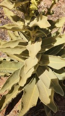 Verbascum sinaiticum