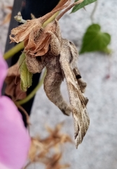 Apatelodes pudefacta