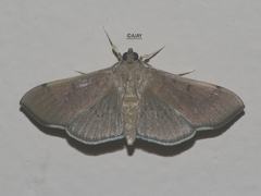 Omiodes barcalis