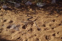 Dromicodryas bernieri