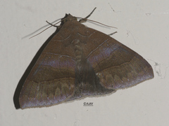 Bastilla absentimacula