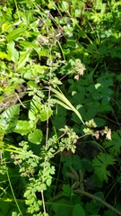 Thalictrum sparsiflorum