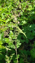 Thalictrum sparsiflorum