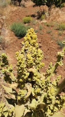 Verbascum sinaiticum