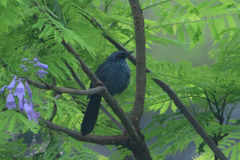 Melanotis caerulescens