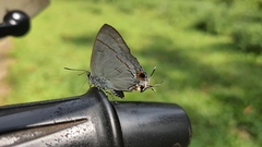 Hypolycaena erylus
