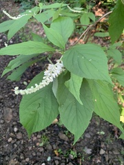 Clethra acuminata