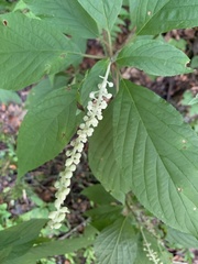 Clethra acuminata