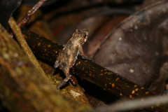 Loveridges Snouted Toad photo 5