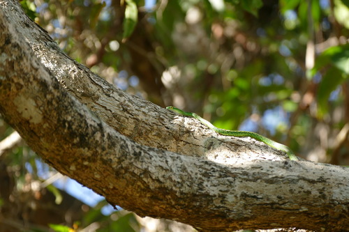 Philothamnus punctatus